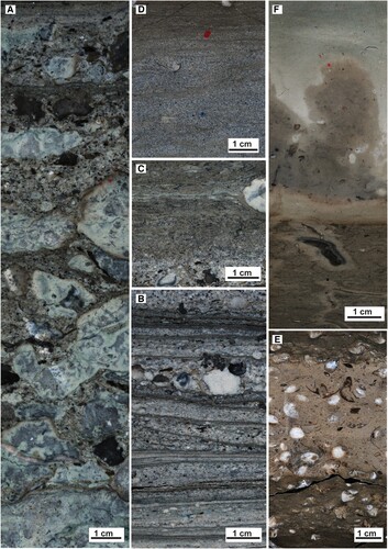 Figure 7. Polished slabs showing the carbonate microfacies of the Loka Formation. For stratigraphic position of the polished slab, see Figure 4. A. Section ranging from −0.17 to 0.02 m (subunit A, P-4) showing abundant, light bluish-grey reworked clasts that in thin section display a microfacies dominated by calcareous algae and that is identical to the upper portions of the underlying Jonstorp Formation. The matrix between the clasts is a bioclastic packstone (lower part) or bioclastic grainstone with rare ooids (upper part). B. Section ranging from 0.02 to 0.08 m (subunit B, P-5) showing thin but conspicuous grainstone-packstone sets separated by thin lamina of organic-rich mudstone. C. Section ranging from 0.31 to 0.355 m (subunits B-C, P-6) showing the boundary of subunit B to the overlying wackestone with streaks of organic-rich mud of subunit C. D. Section ranging from 0.52 to 0.59 m (subunit D, P-7) showing a well-sorted, quartz-rich packstone, almost approaching a calcareous siltstone, with streaks of organic-rich mud. E. Section ranging from 0.595 to 0.675 m (subunit E, P-8) showing a distinct brachiopod coquina. The more calcareous middle part contains several whole, articulated and spar-filled brachiopods. The more mud-rich lower and upper parts contain brachiopod fragment with a preferred horizontal orientation. F. Section ranging from 0.955 to 1.065 m (subunit F, P-9) showing a fine-grained wackestone with a more strongly calcareous matrix.