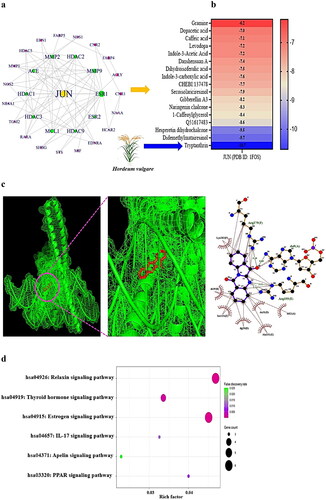 Figure 3. (a) PPI networks (30 nodes and 74 edges). (b) A heatmap of binding energy of SMs on JUN (PDB ID: 1FOS). (c) The molecular conformation on tryptanthrin (PubChem ID: 73549) – JUN (PDB ID: 1FOS) complex. (d) Bubble diagram of 6 signalling pathways associated with occurrence and progression of NAFLD.
