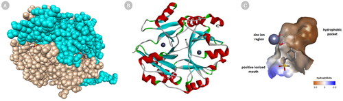 Figure 2. Cartoon representation of a 3D crystal structure of human Glo-I (PDB code 3W0T). (A) Surface representation, in which monomer A is coloured beige, and monomer B is coloured light blue. The co-crystalized inhibitors are shown in the stick representation (B) The protein is represented as solid ribbon, in which α-helix are in red, β-sheets are in cyan, turns are in green, loops are in white, and zinc metals are shown in dark grey sphere. (C) Three key areas of Glo-I active site: hydrophobic pocket (deep brown), positive ionised mouth (blue) and zinc ion region (the zinc atom is shown in dark grey sphere).