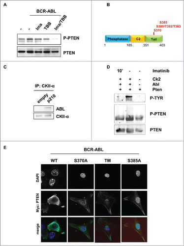 Figure 2. BCR-ABL promotes PTEN inactivation through Casein Kinase II. (A) PTEN-phosphorylation in parental and BCR-ABL-NIH3T3 treated with 1 μM imatinib and 60 μM TBB for 10 hours. To obtain a comparable level of expression of PTEN, the amount of BCR-ABL-NIH3T3 extracts were increased of 20% compared to parental NIH3T3 cells. (B) Schematic representation of PTEN with the indication of PTEN tail phosphorylation sites. (C) Co-immunoprecipitation of CKII-α and p210-BCR-ABL in BCR-ABL-infected NIH3T3 cells. (D) In vitro kinase assay with immunoprecipitated PTEN and CKII-α and purified ABL kinase. One μM Imatinib was added to the in vitro reaction for 10 minutes. Phospho-PTEN: Phospho-S380/T382/T383; P-Tyr: Phospho-Tyrosine: the band corresponds to the BCR-ABL molecular weight. (E) Transient transfection of Myc-PTEN mutants in BCR-ABL-infected NIH3T3 cells. 48 hours after transfection, myc-tag immunofluorescence was performed to verify PTEN compartmentalization. PTEN-TM: PTEN-S380A/T382A/T383A.