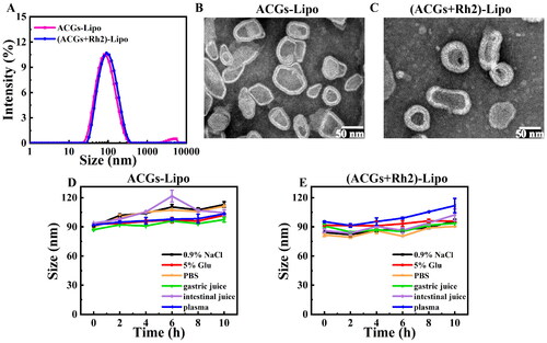 Figure 2. Characterization of liposomes. (A) Particle size distributions of ACGs-Lipo and (ACGs + Rh2)-Lipo. The morphology of ACGs-Lipo (B), and (ACGs + Rh2)-Lipo (C). Particle size change curves of ACGs-Lipo (D) and (ACGs + Rh2)-Lipo (E) in physiological media (n = 3, mean ± SD).