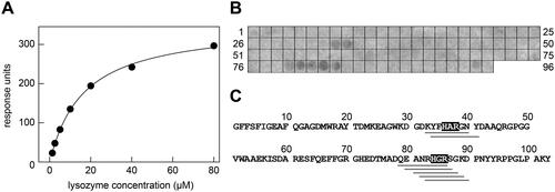 Figure 4. Interaction of lysozyme with SAA protein and SAA fragments. (A) SPR response units obtained upon binding of different concentrations of soluble lysozyme to immobilised SAA. The data were fitted with formula (1) and are representative of three individual experiments (Supplementary Figure S6A-B). The KD value was determined at 16.5 ± 0.6 µM (n = 3). (B) Binding of lysozyme to a series of SAA-derived octa-peptides that were immobilised on the membrane. Bound lysozyme was visualised with an anti-lysozyme antibody. The data are representative of two individual experiments (Supplementary Figure S6C). (C) Sequence of murine SAA plotted side-by-side with the observed lysozyme-binding SAA peptide fragments (grey bars below the sequence). The common shared sequence motifs of the binding peptides are indicated by the grey boxes.