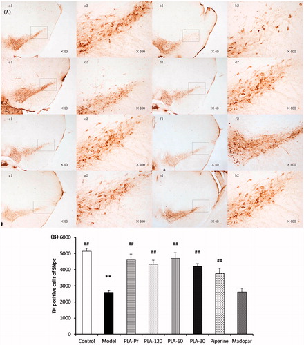 Figure 3. (A) The photographs of the protective effects of PLA on the MPTP-induced loss of tyrosine hydroxylase (TH)-immunoreactive neurons in the substantia nigral pars compacta (SNpc). (a1 and a2) The control group (n = 12); (b1 and b2) the model group (n = 14); (c1 and c2) the PLA prevention group (n = 12); (d1–f2) PLA (120, 60, and 30 mg/mL) treated plus MPTP-injected groups (n = 12); (g1 and g2) piperine (60 mg/mL) treated plus MPTP-injected group (n = 12); (h1 and h2) the Madopar group (n = 12). (B) The number of TH-immunoreactive neurons in the SNpc of the different groups (*p < 0.05 and **p < 0.01 versus control; #p < 0.05 and ##p < 0.01 versus model).