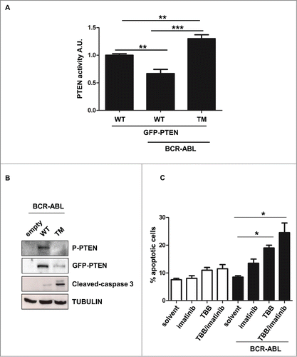 Figure 3. PTEN reactivation promotes apoptosis in BCR-ABL positive cells. (A) Parental and BCR-ABL-NIH3T3 were transfected with the indicated GFP-tagged-PTEN vectors. After 48 hours, PTEN phosphatase assay was performed in immunoprecipitated GFP-PTEN. *P <0.05; **P<0.01. (B) Western immunoblot of BCR-ABL-NIH3T3 cells transfected with the indicated GFP-PTEN mutants. Phospho-PTEN: PTEN-S380/T382/T383. (C) Apoptosis was assessed in NIH3T3 cells treated with 60 μM TBB and 1 μM Imatinib for 10 hours. Data are mean and d.s. of two independent experiments. After short incubation period with inhibitors, in BCR-ABL-NIH3T3 cells, solvent vs. TBB and solvent vs. TBB/imatinib differences are significant with *P<0.05.