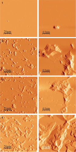 Figure 3. Atomic-force microscope images of smooth areas (1), darkened areas (2), roughened areas (3), and stripe-worn areas (4) of femoral heads, all at 2 magnifications.