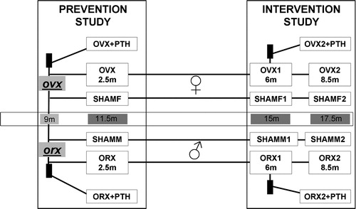 Figure 1.  Design of the experimental study. The effects of rat-PTH treatment, at daily doses of 4 μg/kg, were studied in female and male rats under two different conditions. In prevention experiment (study A) recently ovariectomised or orchidectomised rats were treated with PTH for 2.5months (groups OVX/ORX + PTH). These rats were sacrificed at 11 months old with their paired SHAMF/SHAMM and OVX/ORX groups. In intervention experiment (study B) rats that were ovariectomised or orchidectomised 6 months before, and were treated with PTH for 2.5 months (groups OVX2/ORX 2 + PTH). In study B, groups of 15-month-old rats SHAMF1/SHAMM 1 and OVX1/ORX1 were sacrificed as baseline groups for the final 18.5-month-old rat groups SHAMF2/SHAMM2 and OVX2/ORX2.