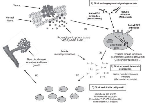 Figure 1. Main anti-angiogenic strategies for prostate cancer treatment. Pro-angiogenic factors (VEGF, bFGF …) are synthesized inside tumor cells and secreted into the surrounding tissue where they bind to specific receptors located on the outer surface of the endothelial cells (1). The binding of pro-angiogenic factors to its specific receptor, activate endothelial cells, which produce matrix metalloproteinases, a class of enzymes that break down the extracellular matrix allowing the migration of endothelial cells (2). As they migrate into the surrounding tissue, activated endothelial cells begin to divide (3) and organize into a network of new blood vessels (4). Angiogenesis plays a role in prostate cancer progression providing a rationale to test anti-angiogenesis inhibitors in prostate cancer patients. These inhibitors fall into different categories, depending on their mechanism of action. Some inhibit the anti-angiogenic signaling cascade (A), others block the ability of endothelial cells to break down the extracellular matrix, whereas others inhibit endothelial cell growth directly (C).