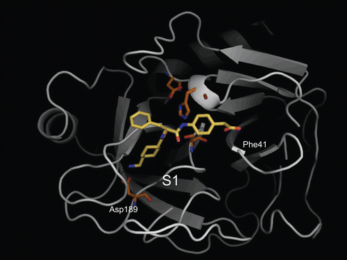 Figure 3.  Predicted complex of trypsin with PKSI-527. The structure of trypsin is displayed as a cartoon model (grey) and the inhibitor PKSI-527 is shown as a stick model (yellow). The side-chains of His57, Asp102, Asp189, and Ser195 in the catalytic site of trypsin are shown as stick models (brown).