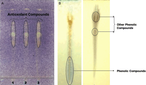 Figure 3.  A: Yellow colored spot developed after spraying DPPH solution indicates presence of antioxidant compound in the extract of cultured lichen U. complanata. Spot 1: Ethanol extract, 2: acetone extract, 3: ethyl acetate extract. B: Identification type of phenolic group present in the cultured acetone extract of U. complanata symbiont.