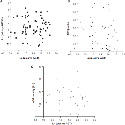Figure 2. Plasma AGT level was not correlated with urinary AGT excretion or renal AGT expression. A: Ln (urinary AGT/Cr) was not correlated with ln (plasma AGT) (n = 64). B: There was no correlation between ln (plasma AGT) and AGT/β-actin (n = 63). C: There was no correlation between ln (plasma AGT) and kidney AGT density (n = 35) (AU = arbitrary unit).