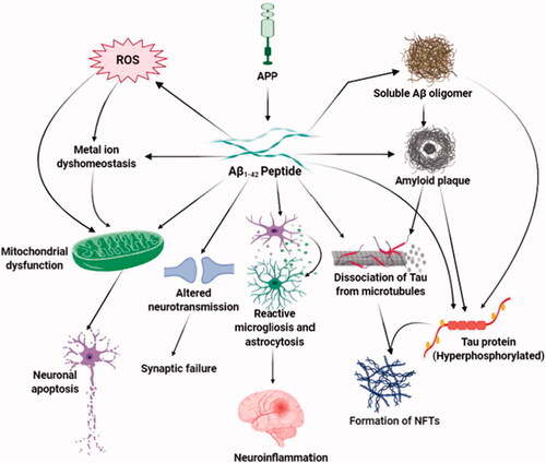 Figure 1. Aβ-mediated neurotoxicity in Alzheimer’s disease. The major neurotoxic effects of Aβ1-42 peptides in the pathological development of AD are illustrated in this diagram. That includes the formation of soluble Aβ oligomers, amyloid plaques and neurofibrillary tangles, generation of reactive oxygen species, the imbalanced concentration of metal ions, and functional impairment of mitochondria, brain immune cells, and neurotransmission. Through these mechanisms, toxic Aβ induces oxidative stress, death of neurons, synaptic malfunction, neuroinflammation, and exacerbates the abnormal protein aggregation in critical brain regions.