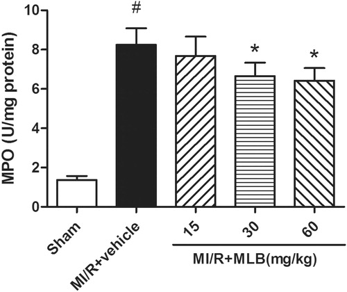 Figure 4. Effect of MLB in MPO activity. MI/R, myocardial ischemia/reperfusion; MLB, magnesium lithospermate B. n = 8; values are expressed as the mean ± S.D. Significance was determined by ANOVA followed by Tukey’s test. # p < 0.05 versus Sham group; *p < 0.05 versus MI/R + vehicle group.