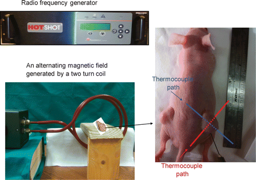 Figure 2. Experimental setup for the animal study including the radio frequency generator, a two turn coil for generating an alternating magnetic field, a stage for placing the mouse. The image on the right shows the tumours implanted in the mouse, the needle for injecting the ferrofluid, and two thermocouple paths to map the tumour temperature distribution.