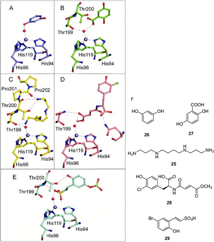 Figure 6. Other compounds which inhibit CAs by anchoring to the non-protein zinc ligand: (A) resorcinol 26Citation113; (B) 2,5-dihydroxybenzoic acid 27Citation113; (C) spermine 25 (stick view, not the schematic one as in Figure 5B)Citation104; (D) xylariamide A 28Citation111; (E) hydrolyzed 6-bromo-sulfocoumarin 29Citation114. (F) Chemical structures of the discussed CAIs. All these adducts have been characterized by high resolution X-ray crystallography. The Zn(II) ion (gray sphere), its three His ligands and coordinated water molecule (red sphere) and amino acid residues involved in the binding of the inhibitors are shown.