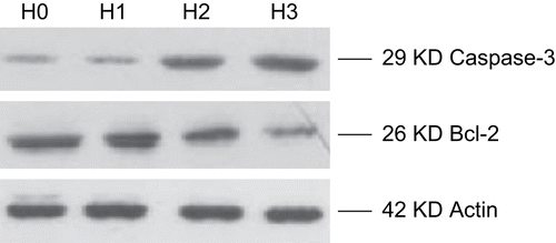 Figure 2.  The expression of caspase-3 and Bcl-2 in the HSS and control (H0) groups. H1, H2 and H3 denote the concentration of HSS at 10, 20 and 40 μg/mL, respectively. There was a thickening in the 29 KD caspase-3 bands from H0 to H3 groups. There was a thinning in the 26 KD Bcl-2 bands.