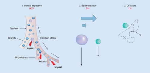 Figure 1. Particle deposition in the respiratory tract.Adapted with permission from Citation[48].