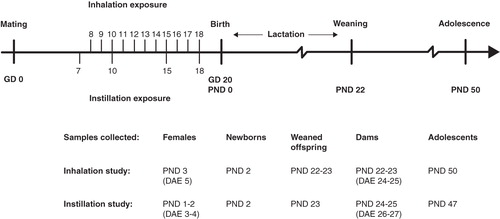 Figure 1. Experimental design. GD, gestation day (pregnancy day); PND, post natal day (days after birth); DAE, days after exposure. ‘Time-mated mice’ term was used for all exposed mice during gestation and when referring to results of ‘females’ and ‘dams’ together. Time-mated mice that had not given birth or had only few offspring were termed ‘females’.Time-mated females that gave birth were termed ‘dams’. PND 1 and PND 2 offspring were termed ‘newborns’. Offspring on PND 22–23 was termed ‘offspring at weaning’. Offspring on PND 50 (47) termed ‘adolescents’ had not reached sexual maturity. Time-mated mice were exposed by inhalation and intratracheal instillation to Printex 90. Time-mated mice inhaled 42 mg/m3 Printex 90 or filtered air for 1 hour/day for 11 consecutive days on GD 8–18. The daily dose would correspond to 12 hours at the Danish Occupational Exposure Limit of 3.5 mg/m3for carbon black. The total instilled doses were 0, 11, 54 and 268 μg/animal were distributed over four instillations on GD 7, 10, 15 and 18. The highest dose was chosen as to be similar to the estimated deposited dose in the pulmonary region from the inhalation study.