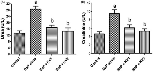 Figure 2. Plasma concentrations of urea (A) and creatinine (B) in experimental rats. KV1, 100 mg/kg Kolaviron; KV2, 200 mg/kg Kolaviron. Each bar represents mean ± SD of 10 rats per group after 15 d treatment period. a: p < 0.05 against control. b: p < 0.05 against B[a]P.