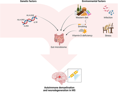 Figure 1. Contribution of genetic and environmental factors to development of MS.