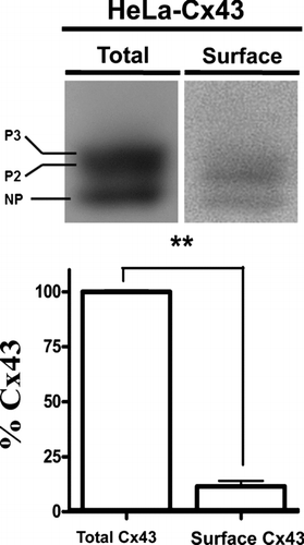 Figure 2 Surface Cx43 corresponds to a small amount of total Cx43 in HeLa transfectants. (Upper panel) Representative immunoblots showing the relative levels of total (left) or biotinylated Cx43 (right) in HeLa cells stably expressing wild type Cx43 (HeLa-Cx43). (Lower panel) Normalized densitometric values; the band intensity detected in the biotinylated surface protein fraction relative to the total protein levels of connexin taken as 100%. Cells were studied under control conditions and in the presence of physiological concentrations of divalent cations (1.8 mM Ca2 + and 1 mM Mg2 +). Determination of surface Cx43 with respect to total protein was performed by blotting different amounts of total (1, 10, 20, 40, 80, and 160 μ g) and a sample of biotinylated proteins in the same gel. Densities were measured, a fitting curve was constructed and the protein amount of the biotinylated sample was determined by interpolation. Each bar represents average ± SEM of three independent experiments; **p < 0.01. NP and P2-P3 denote the unphosphorylated and phosphorylated forms of Cx43, respectively. Statistic analysis was performed using descriptive statistics and Microscoft Excel software.
