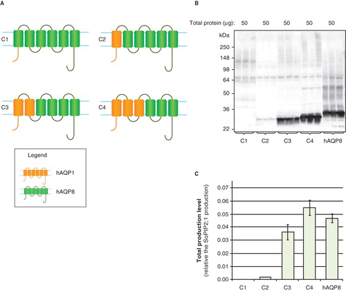Figure 6. Production of hAQP chimeras in P. pastoris. (A) Chimeric constructs of aquaporin homologues; C1–C4. hAQP1 (yellow) and hAQP8 (green) are indicated. (B) Immunoblots showing the total production in whole P. pastoris cell extracts of chimeric constructs; C1–C4. Samples representing the total production yield in P. pastoris are loaded in triplicates for each construct. The amount of total protein loaded for each construct is stated above each immunoblot. All samples shown are from the same immunoblot, but the lanes have been re-ordered for clarity. (C) Bar chart showing the total production yield of chimeric constructs; C1–C4, compared with hAQP8. All yields are relative the SoPIP2;1 production, for which the production is set to one. The bars represent the average of triplicate cultures; error bars show the standard deviation (n = 3). This Figure is reproduced in colour in Molecular Membrane Biology online.