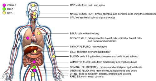 Fig. 3.  Schematic of in vivo-derived EVs isolated from body fluids.Cells from different human tissues of the body communicate through the secretion of EVs into proximal body fluids. EVs contain proteins, lipids and RNA molecules that may affect the physiology of cells bathed in or lining these body fluids. Highlighted here are the body fluids where EVs have been identified and their possible cellular origin. Pink spots represent body fluids, which are only present in females. Green spots represent body fluids, which are only present in male. Yellow spots represent body fluids present in both female and male. CSF=cerebrospinal fluid; BALF=bronchoalveolar lavage fluid.