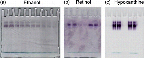 Figure 1 Assays of xanthine oxidase on electrophoretic gels with ethanol, retinol and hypoxanthine via PMS/tetrazolium stain. Zymograms of xanthine oxidase acting on (a) 1 mM ethanol, (b) 1 mM t-retinol and (c) 0.1 mM hypoxanthine are shown. Staining solution composition varied only for the kind of substrate used. Development times were 10 min for hypoxanthine and 1 h for t-retinol and ethanol. The enzyme concentrations assayed with ethanol were decreasing from 2.16 to 1.08 pmoles and those assayed with t-retinol or hypoxanthine were 1.08 and 2.16 pmoles. One representative of three independent experiments is shown.