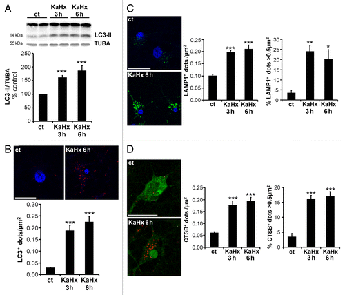 Figure 2. Kainate-hypoxia increases autophagosome formation and lysosomal markers in cultured cortical neurons. (A) Representative immunoblot of LC3 (upper part) and the corresponding quantification (lower part) showing that the LC3-II expression level is upregulated at 3 h and 6 h after kainate-hypoxia (KaHx) stimulation. (ct: 100 ± 0%, KaHx 3 h: 160 ± 8%, KaHx 6 h: 185 ± 19%). Values are mean ± SEM, ***P < 0.001, Steel-Dwass test. (B) Confocal images of LC3 immunolabeling (in red) of representative cultured cortical neurons at 6 h after control (ct) or KaHx stimulation (upper part), and quantification of LC3-positive dots per neuron per µm2 (lower part) demonstrating a strong increase in the number of autophagosomes after KaHx. (ct: 0.028 ± 0.004, KaHx 3 h: 0.189 ± 0.022, KaHx 6 h: 0.224 ± 0.024). Values are mean ± SEM, Tukey-Kramer test. Scale bar: 20 µm. (C) Immunolabeling for the lysosomal marker LAMP1 (green) shows an increase not only in the number of positive dots (upper graph; ct: 0.099 ± 0.006, KaHx 3 h: 0.196 ± 0.009, KaHx 6 h: 0.210 ± 0.017; Tukey-Kramer test) but also in the percentage of large positive dots (> 0.5 μm2) (lower graph; ct: 3.3 ± 1.5%, KaHx 3 h: 23.9 ± 3%, KaHx 6 h: 20 ± 4.8%; Steel-Dwass test) after KaHx. Values are mean ± SEM (D) Similar results are obtained with immunolabeling for the lysosomal enzyme CTSB (red). This phenomenon occurs in neurons as shown by double immunolabeling for CTSB and RBFOX3 (green). (Upper graph: ct: 0.06 ± 0.01, 3 h KaHx: 0.176 ± 0.02, 6 h KaHx: 0.19 ± 0.02; lower graph: ct: 3.4 ± 1.2%, 3 h KaHx: 16.1 ± 1.2%, 6 h KaHx: 16.9 ± 1.7.) Values are mean ± SEM, Steel-Dwass test. n ≥ 25. Scale bar: 20 µm. *P < 0.05, **P < 0.01, ***P < 0.001. n = 4 independent experiments.