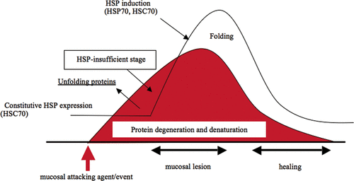 Figure 2. Gastric mucosal damage and protection by Hsp70 family. When gastric mucosa is exposed to attacking agents or events, degeneration or denaturation of cellular proteins is started. As an acute stress response, constitutively expressed cognate Hsp70 (HSC70) recognises and binds to denatured proteins to fold or normalise the structure. However, when attacking agents are strong enough to develop further cellular damage, HSP-insufficient stage may occur prior to ulcer formation.
