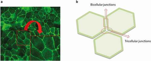 Figure 3. Immunofluorescence picture Magnification 400X (a) and schematic drawing (b) of the bicellular junctions (contact sites between two adjacent cells) and tricellular junctions (contact sites between three adjacent cells). The insert is a (non-defined) enlargement of the area marked in the original picture to visualize the bicellular junctions in more detail.