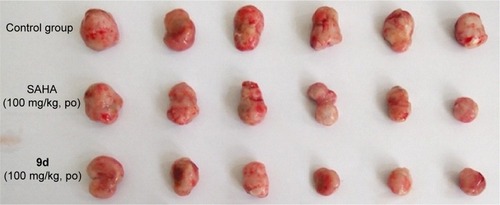 Figure 6 Picture of dissected U937 tumor tissues.