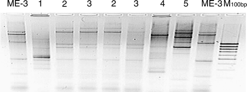 Figure 3.  AP-PCR fingerprints for different L. fermentum strains. The two lanes of strain ME-3 have been generated using two DNA samples that were extracted with a time interval of 6 months. Lanes 2 and 3 contain DNA of L. fermentum strains isolated from the same person. Lane M contains a 100 bp DNA ladder.