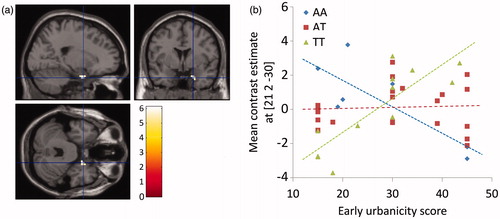 Figure 5. Interaction of early life (birth until age 15) urbanicity scores and genotype of NPSR1 polymorphism rs324981 on amygdala activation under acute psychosocial stress (a and b). (a) T-map of significant correlations between activations in the stress > control contrast with the interaction term for the urban upbringing score and the genotype for rs324981 displayed at a threshold of p < 0.05 FWE whole-brain corrected. (b) Scatterplot of the correlation between the urban upbringing score and the most significant correlated voxel in the right amygdala (located at x = 21, y = 2, z = −30) for the interaction term in the stress > control contrast depicted separately for the three genotype groups of rs324981; FWE = family-wise error corrected for multiple comparisons.