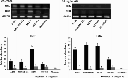 Figure 5. Expression of TERT and TERC transcripts related to telomerase activity by RT-PCR in A-549, MDA-MB-231, MCF-7 and U87-MG cancer cell lines and MRC-5 normal fibroblasts treated with 0 (control) and 10 mg/ml amygdalin for 7 days, respectively. Values indicated the mean transcript levels (mean ± SEM) of three replicates and were calculated as the ratio based on the level of GAPDH. a, b, c and d indicate significant (P < .05) difference among untreated control cell lines, * indicates significant (P < .05) difference between control and 10 mg/ml amygdalin-treated cell lines, respectively.