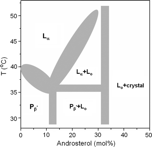 Figure 6.  A partial phase diagram sketch of egg SM/androsterol system in excess water. See text for details.