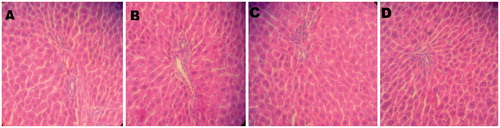 Figure 3. Histopathological picture of liver of control and treated groups of animals. (A) The section of liver from control animals showed normal liver architecture composed of normal sinusoidal pattern and normal hepatocytes; (B), (C), and (D) The section of liver from rats treated with Ferulago carduchorum 250, 500, and 1000 mg/kg body weight exhibited normal architecture of hepatocytes indicating no toxicity of the extract (40× magnification).