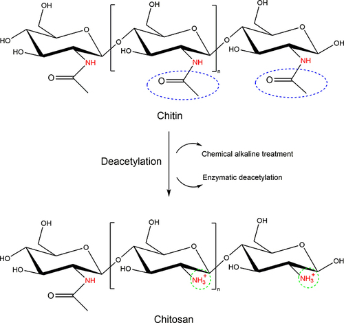 Figure 2 Deacetylation of chitin into chitosan.