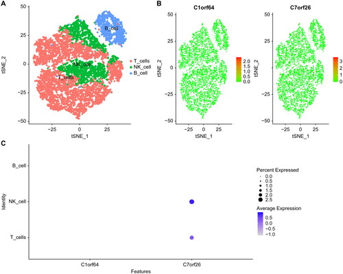 Figure 7. Single-cell atlas of asthma: (A) TSNE plot of cell clustering in asthma, with all cells identified as T cells, NK cells, and B cells. (B) Expression of key genes in single cells. (C) Bubble plot of key gene expression in cells.