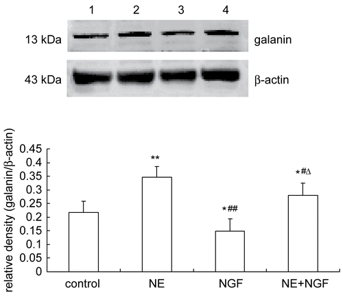 Figure 2.  Effects of NGF and/or NE on galanin peptide expression in primary cultured DRG neurons. Galanin peptide expression was analyzed by Western blot. Lane 1: Normal control (galanin/β-actin = 0.2168 ± 0.0414). Lane 2: Exposure of NE (galanin/β-actin = 0.3454 ± 0.0395). Lane 3: Exposure of NGF (galanin/β-actin = 0.1484 ± 0.0454). Lane 4: Exposure of NGF and NE (galanin/β-actin = 0.2807 ± 0.0441). Bar graphs with error bars represent mean ± SD (n = 5). *P < 0.05 versus control, **P < 0.001 versus control, #P < 0.05 versus NE, ΔP < 0.001 versus NGF.