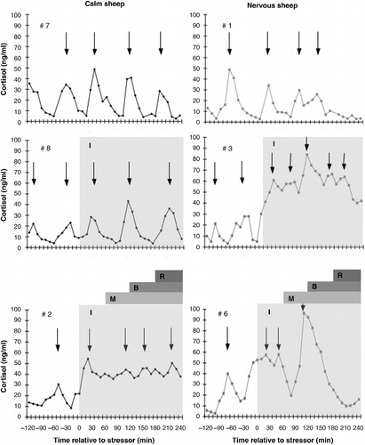 Figure 2.  Representative profiles of the plasma concentration of cortisol in calm (left panels; black diamond) and nervous (right panels; grey square) sheep maintained with companion animals (top panels; control), subjected to isolation stress (middle panels) or the layered stressor paradigm (bottom panels). Isolation (I) is indicated by the pale grey shaded area. The onset of each of stressors in the layered stressor paradigm is indicated by the first letter of the stressor (i.e. M for mannequin, B for blower and R for restraint). Pulses of cortisol are indicated by the placement of an arrow at the peak of the pulse.