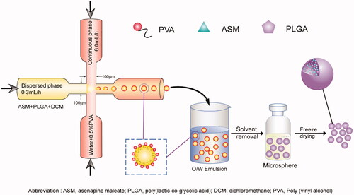 Scheme 1. Schematic of the synthetic approach for the PLGA microspheres. PVA, poly (vinyl alcohol); ASM, asenapine maleate; PLGA, poly (lactic-co-glycolic acid).