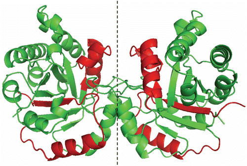 Figure 6.  Stereoview of TcTIM showing the regions of TbTIM (in red) that were grafted in TcTIM to generate the chimera studied herein.