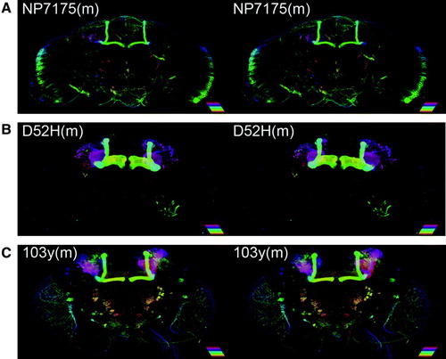 Figure 7  GAL4 strains with sex-dependent difference. Stereopairs show reconstructions of MB-GAL4s with sex-specific reporter expression. The applied color illustrates the depth (see scale bar [25 µm] for the color code). See also original confocal stacks for detail (http://mushroombody.net). (A) Compared to the females, male NP7175 labeled slightly broader α/βc (Figure 2 A). In addition to the background expression seen in the female, surface glia was strongly labeled. (B) In contrast to the female, male D52H additionally labeled the α′/β′ neurons. Moreover, the innervation of one glomerulus by the olfactory receptor neurons was more pronounced in the male. Otherwise, background expression was unusually low as in females. (C) Male 103y labeled all subtypes of Kenyon cells, whereas in the female, the expression in the α′/β′ and γ lobes was very faint (see Figure 5G). In addition, expression in surface glia and dense terminals in the superior medial protocerebrum were less pronounced in males. Outside the MB, it labeled the processes in the medulla and lobula, middle superior lateral protocerebrum, local interneurons in the antennal lobe, and many neurons supplying the subesophageal ganglion and tritocerebrum.