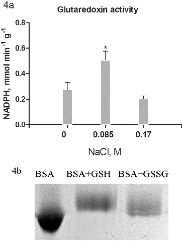 Figure 4. Glutaredoxin activity (a) in salt-treated suspension cultures. Columns represent mean values and ±SD (n = 3). Significant values, compared to controls are indicated (*) as calculated by Student's t-test, p < 0.05. Activity is expressed as mmol oxidized NADPH per minute per g protein. Glutathionylated bovine serum albumin was used as substrate. Glutathionylation of bovine serum albumin was monitored on 10% T SDS PAGE by the shift in the apparent molecular weight (b).