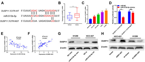 Figure 5 DUSP11 was a target of miR-513b-5p in NSCLC cells. (A) miR-513b-5p contained a potential binding site with the 3ʹUTR of DUSP11. (B) qRT-PCR was used to detect the expression of DUSP11 in normal lung epithelium and NSCLC tissues. (C) qRT-PCR was used to detect the expression of DUSP11 in normal lung epithelial cell lines and NSCLC cell lines. BEAS-2B was the control group. (D) Dual-luciferase reporter assay was used to determine the binding of miR-513b-5p to DUSP11. (E) Correlation analysis was used to analyze the relationship between the expression of miR-513b-5p and DUSP11. R2=0.555, P<0.001. (F) Correlation analysis was used to analyze the relationship between AZIN1-AS1 and DUSP11 expression. R2=0.412, P<0.001. (G) Western blot was used to detect the expression of DUSP11 in NSCLC cells after overexpression and knockdown of AZIN1-AS1. (H) Western blot was used to detect the expression of DUSP11 in NSCLC cells transfected with mimics or inhibitors of miR-513b-5p.**, ***Represent P < 0.01 and P < 0.001 respectively.