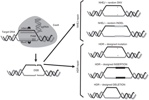 Figure 1. Cas9-mediated DNA cleavage and genome editing. The Cas9 endonuclease forms a ribonucleoprotein complex in combination with the single guide RNA and the target dsDNA (top left). The Cas9:sgRNA complex first binds to PAM and drives the formation of an R-loop in the target DNA for genesis of a double-stranded break using the RuvC and HNH nickase domains (bottom left). The break may be repaired using either NHEJ (top right) or HDR (bottom right), to yield random and engineered genome modifications, respectively.