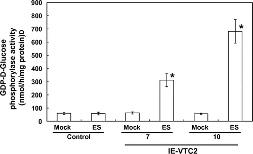 Fig. 3. Effects of ES-inducible transient expression of GGP/VTC2 on GGP activity.Note: Experimental conditions were as in Fig. 1. Extracts prepared from leaves of the control and IE-VTC2 plants 3 d after mock and ES treatments were used for an assay to measure GDP-d-glucose phosphorylase activity as described in “Materials and methods.” Activity was assayed by phosphate-dependent reduction of GDP-d-glucose and the production of GDP by the HPLC system. Data are means value ± SD for independent experiments (n = 3–4). An asterisk indicates that the mean value was significantly different from that of mock-treated plants as analyzed by Student’s t test (p < 0.01).