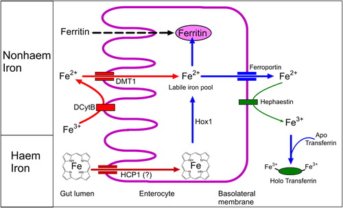 Figure 3. Dietary iron is absorbed across the gut wall as heme iron (from animal food sources) and non-heme iron (from animal and plant food sources). Furthermore, ferritin proteins may be absorbed intact, contributing to the acquisition of non-heme iron. (DMT1 – Divalent metal transporter 1; DCytB – Duodenal cytochrome B; Hox1 – heme oxygenase-1; HCP1 – Heme carrier protein 1).
