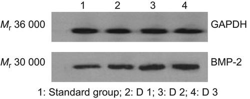 Figure 8. Western blot detection of bone morphogenetic protein-2 expression.
