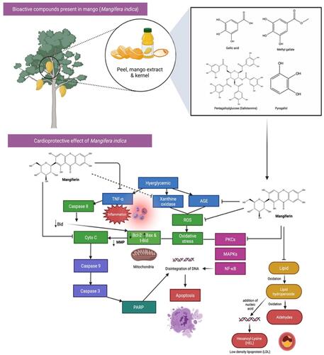 Figure 6 Bioactive compounds and cardioprotective effects of Mango (Mangifera indica). Mango has a high concentration of well-known bioactive components, such as vitamin C, carotenoids, and polyphenols. The strong oxidative impacts of reactive oxygen species (ROS) have been demonstrated to cause damage to biological molecules (eg, proteins, lipids, and nucleic acids) via structural and functional alterations. One of the phenolic compound present, Mangiferin which is highly abundant in Mango, have claimed to be important nutritional antioxidants in preventing and treating several chronic disorders, specifically CVDs by blocking the activation of pro-apoptotic signals, AGE, TNF-α, ROS and lipid peroxidation.